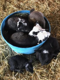 A bucket of lambs