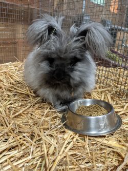 Donatello, a gray rabbit