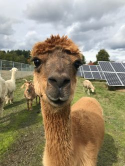 Alpaca in front of solar panels