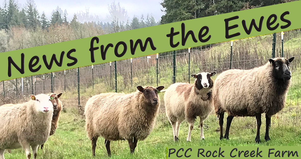 News from the Ewes Masthead