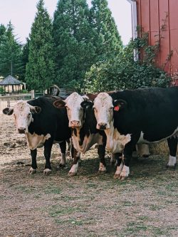 Three black and white cows