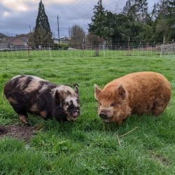 Merlin and Redford, resident pigs