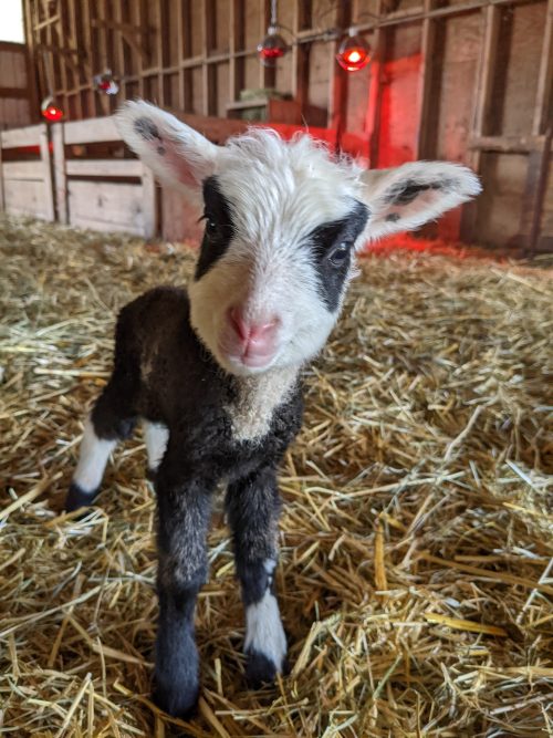 Black and white lamb