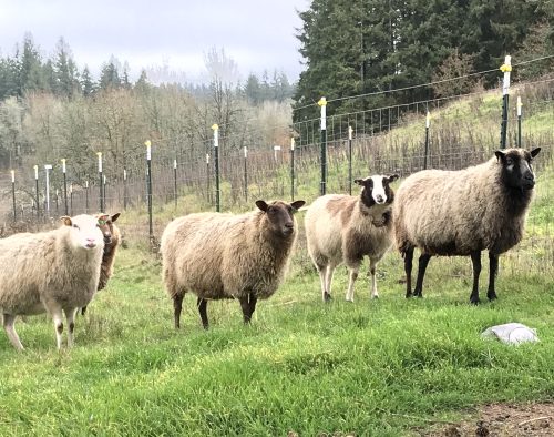 Sheep on a hill