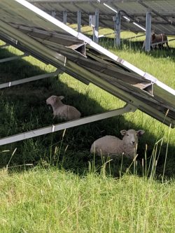 Two lambs resting under solar panels