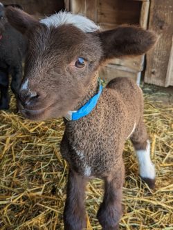 baby lamb