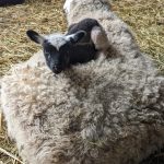 Mother sheep with baby