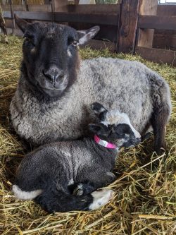Mother sheep cuddling with baby lamb
