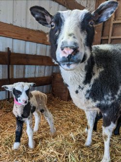 Mother sheep and baby lamb posing for the camera!