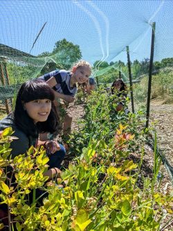 Farm Camp, Tess M. and Emmy S. picking blueberries