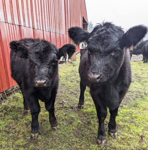 Two black calves in front of red barn