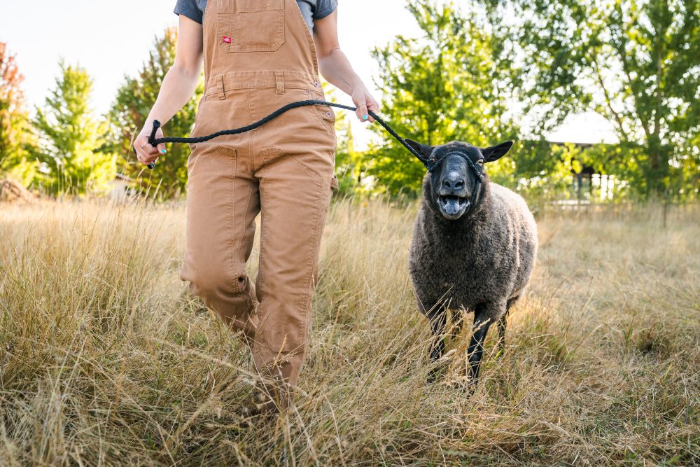 vet tech student with a black sheep