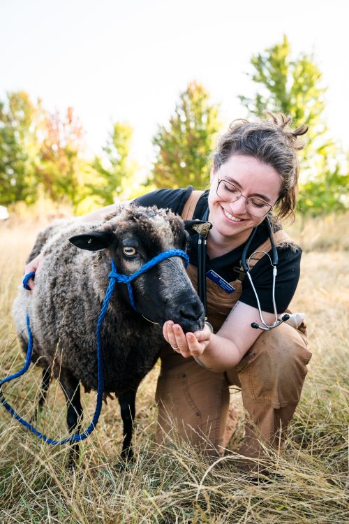 vet tech student feeding a black sheep from their hand