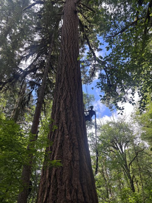 Leo climbing an old-growth tree