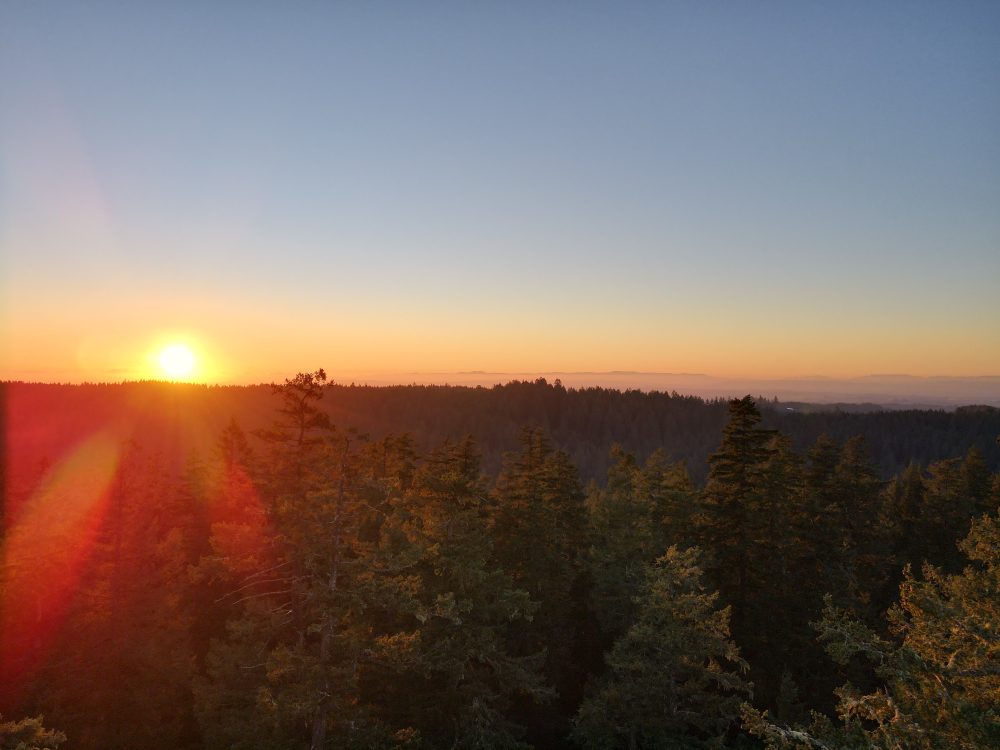 view of the treescape