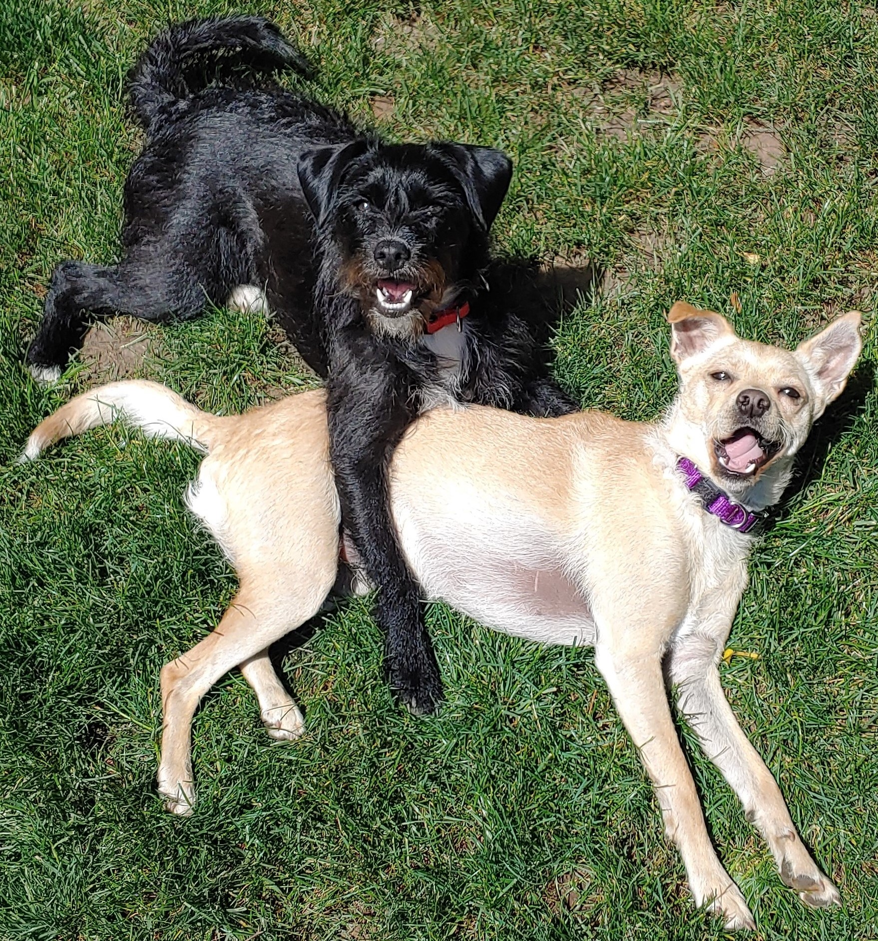 Two dogs laying in the grass