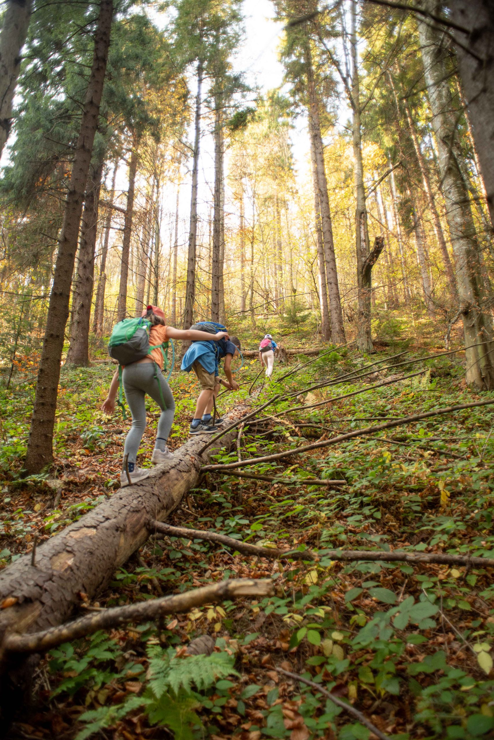 Three kids climbing up a hill, walking on a fallen trunk of a tree. Colors are green and golden.