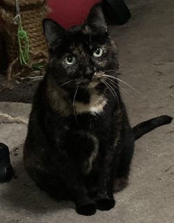 Tortoiseshell Cat