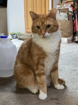 Orange and White Cate