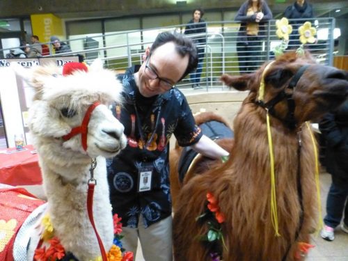 Ralf Youtz smiling joyfully as he pets Napoleon the therapy alpaca and Rojo the therapy llama