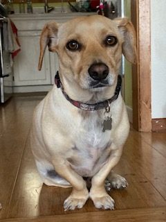 Our beloved "Winston" (dog)