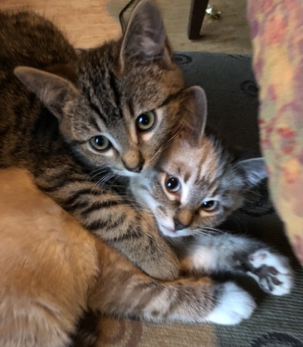 kitties: charo and Mochi