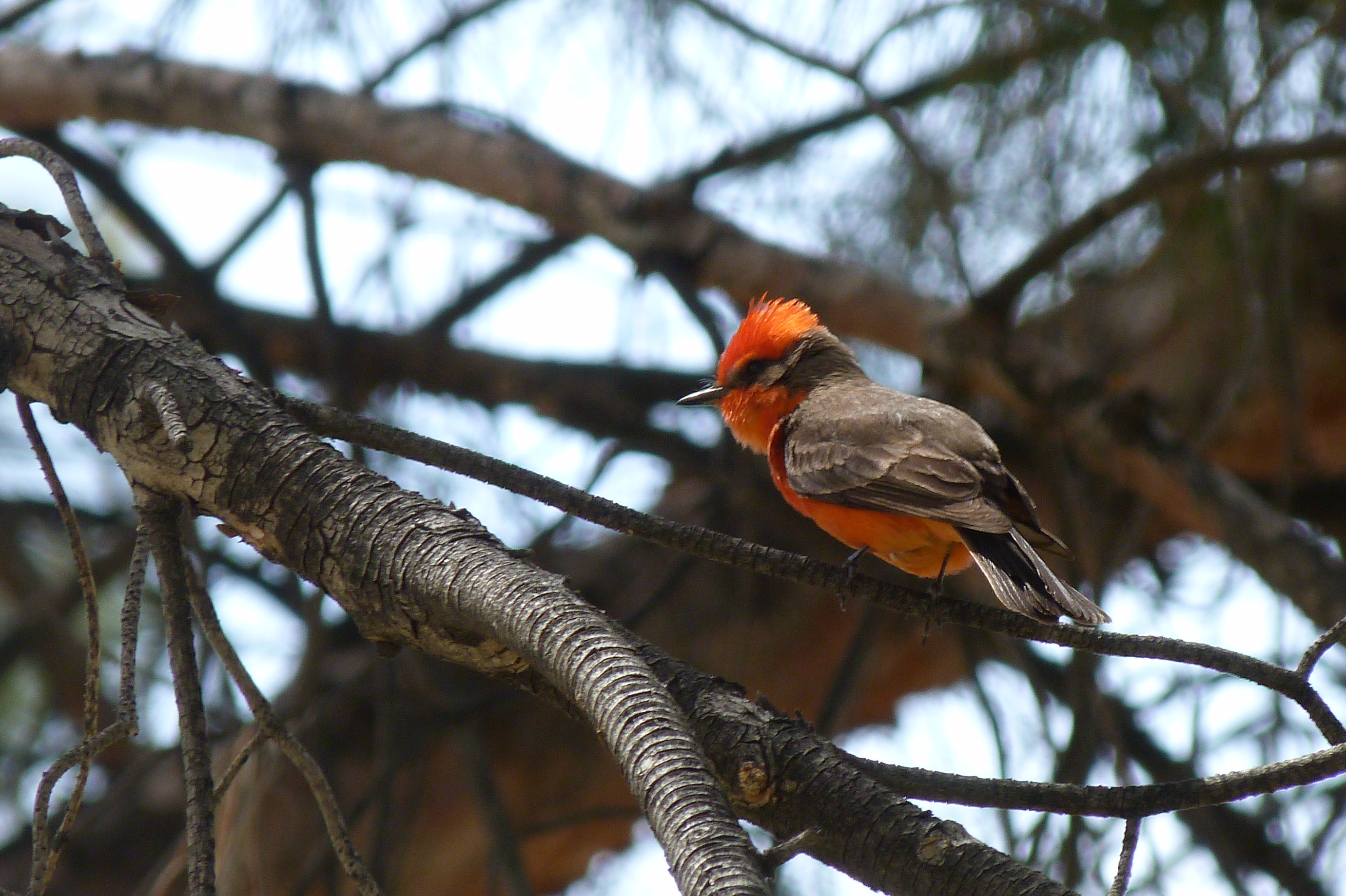 Vermilion Flycatcher
