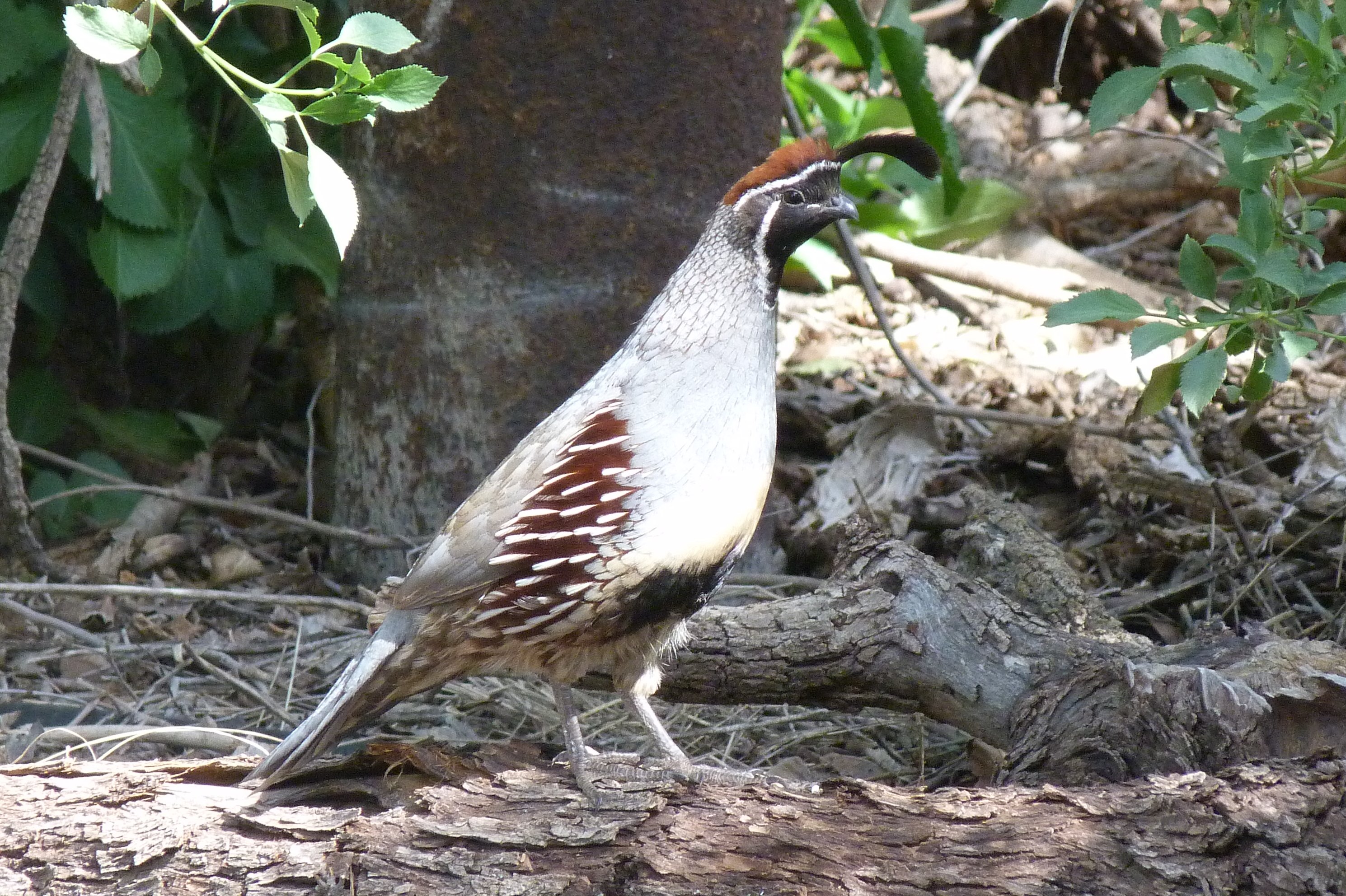 Gambel's Quail