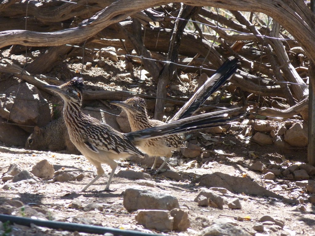 Greater Roadrunner