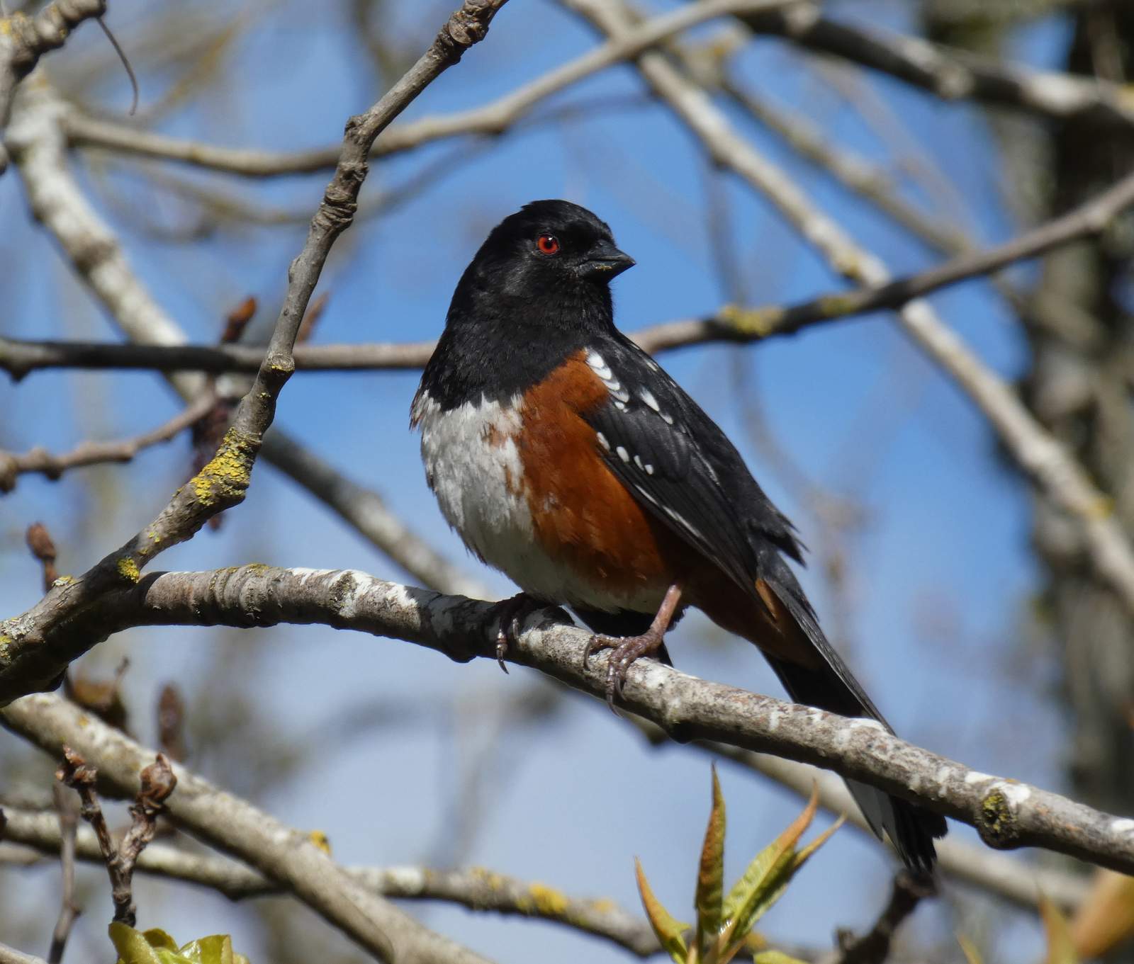 Spotted Towhee
