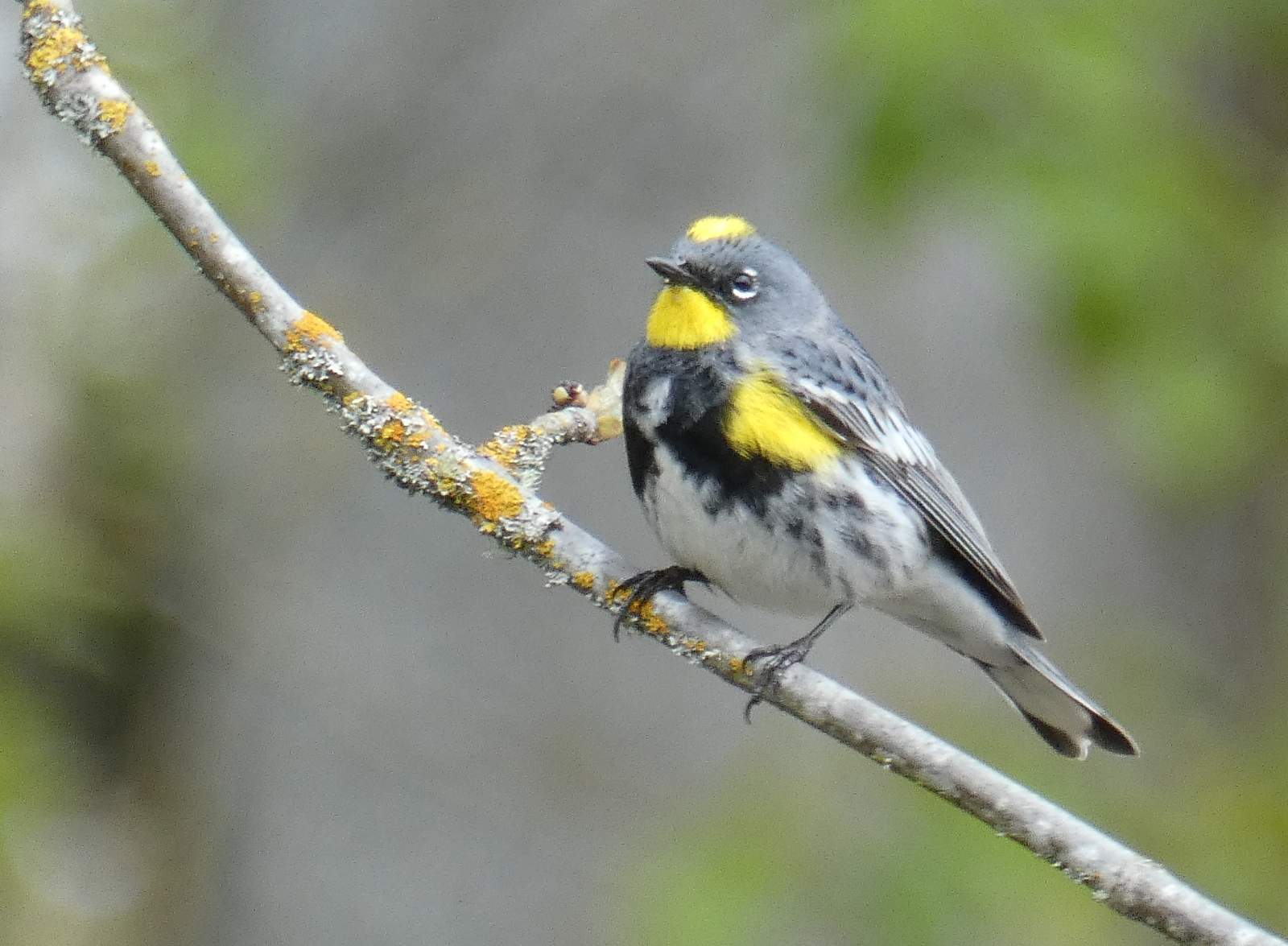 Yellow-rumped Warbler