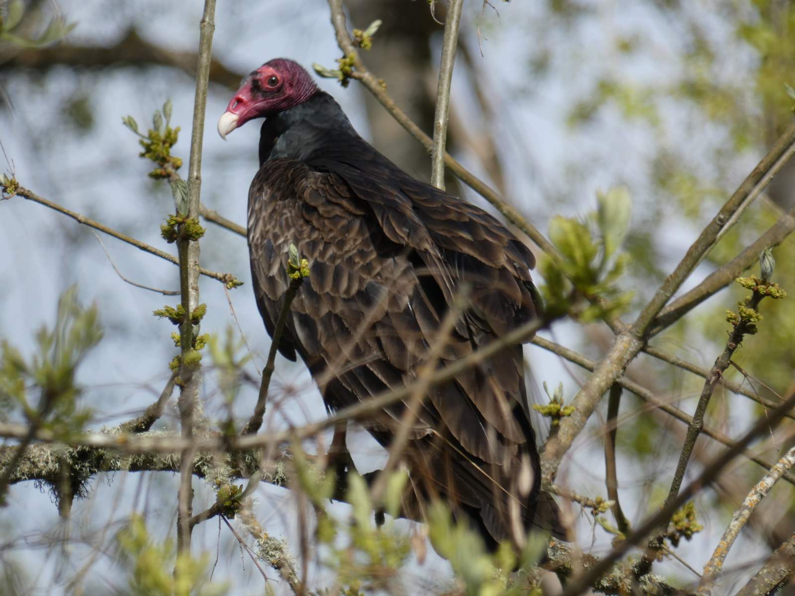 Turkey Vulture