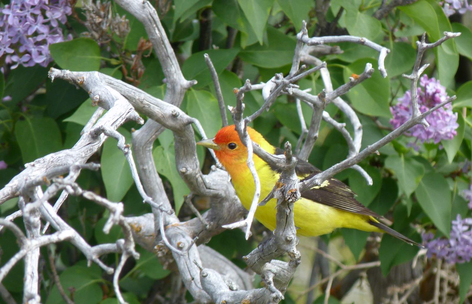 Western Tanager