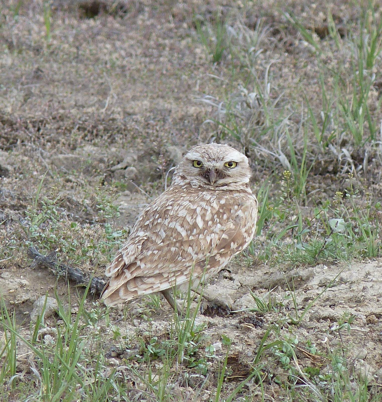 Burrowing Owl