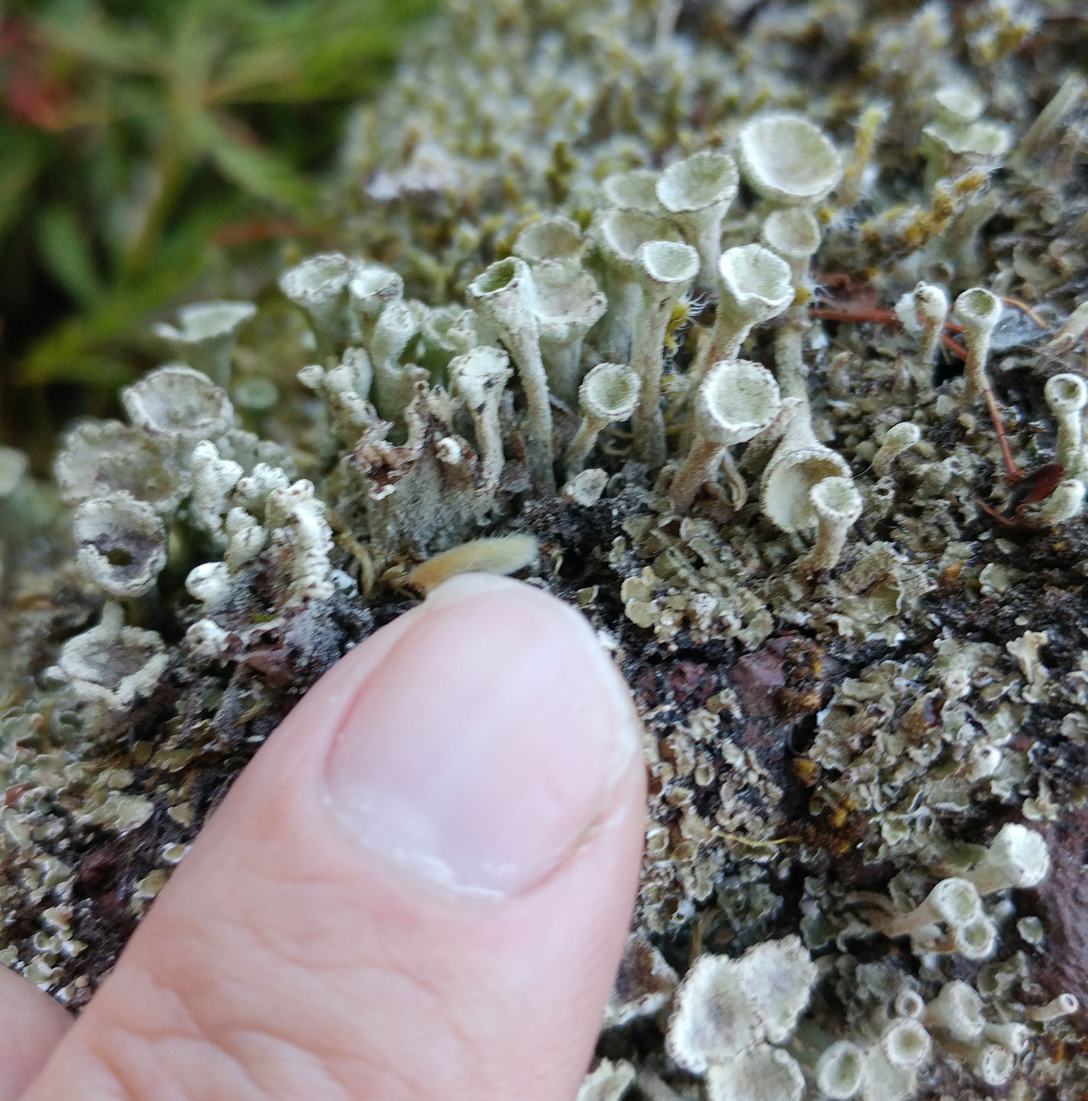 Lichen fruiting body