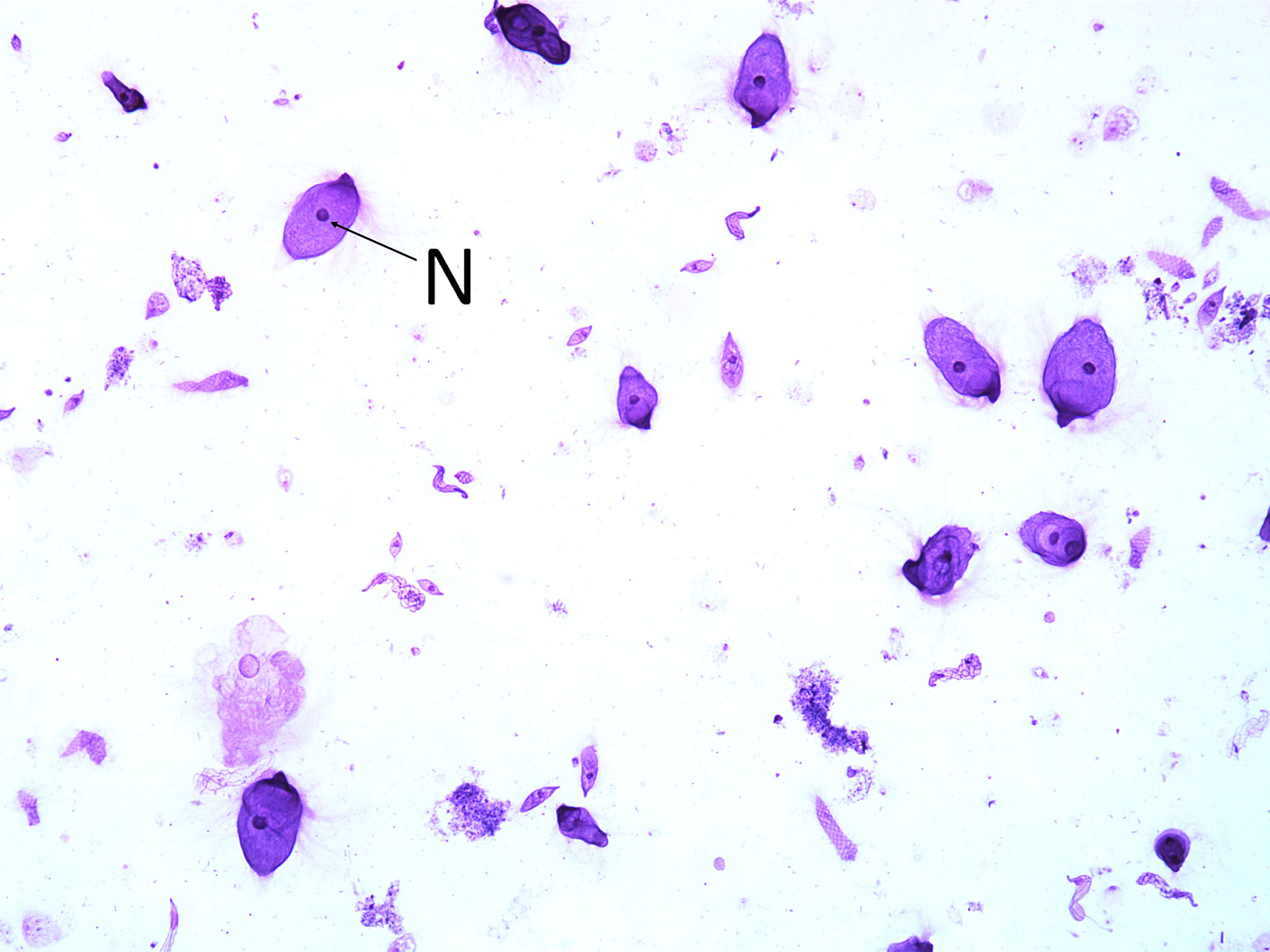 Termite Gut Symbionts (100X total magnification)