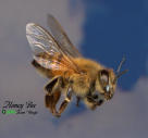 this is a picture of a honey bee!