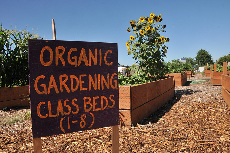 sunflowers with sign reading organic gardening class bed, hours 1 to 8pm
