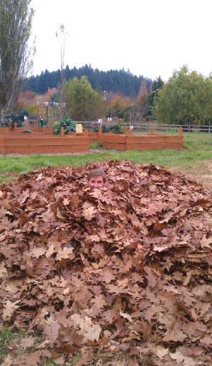 Pile of leaves