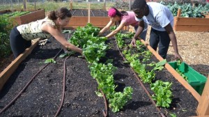 Rock Creek students work on Garden