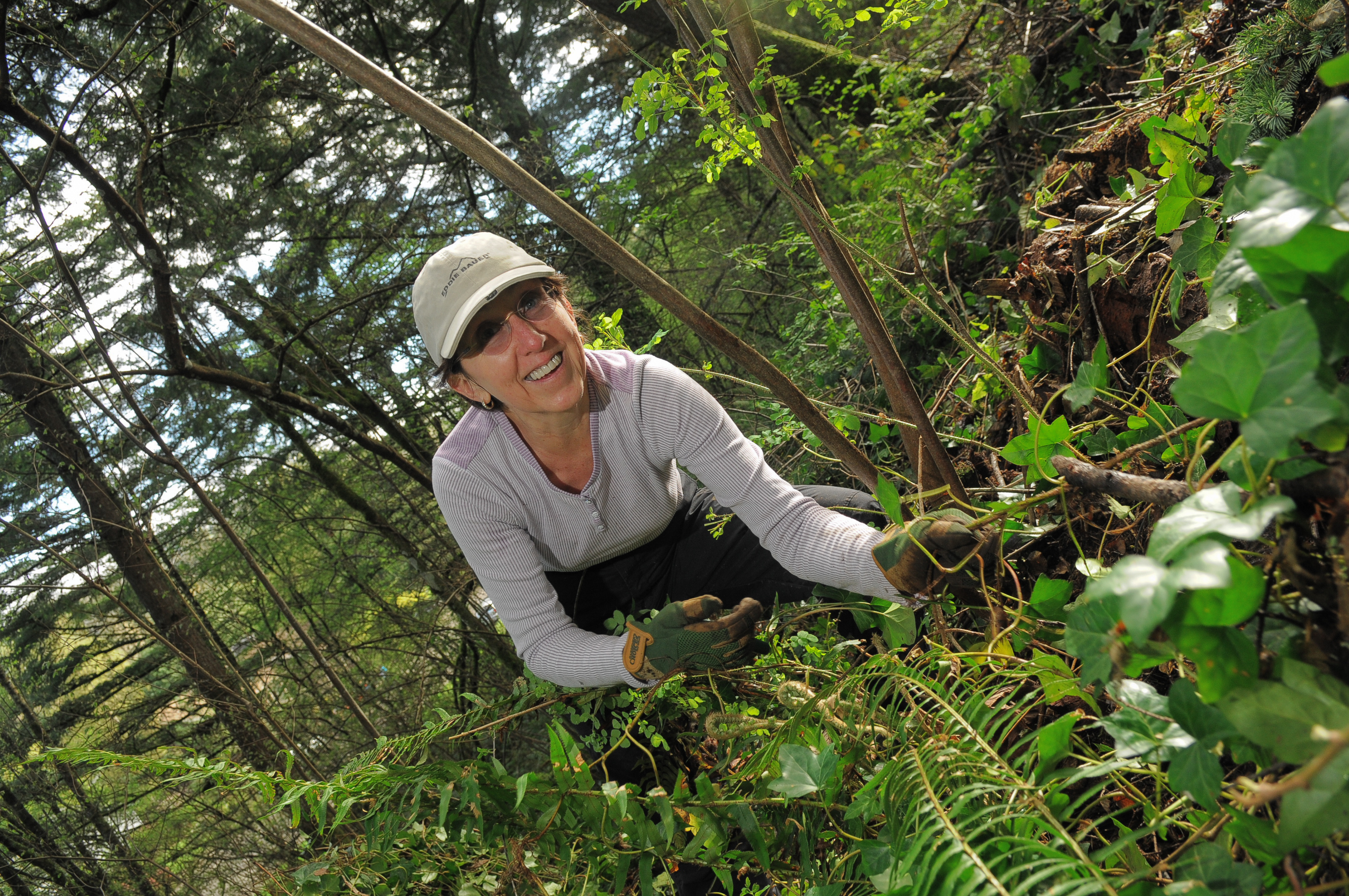 Person pulling english ivy in a forested area.