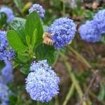 Flowers with a bee