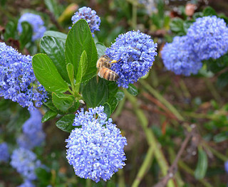 Flowers and a bee