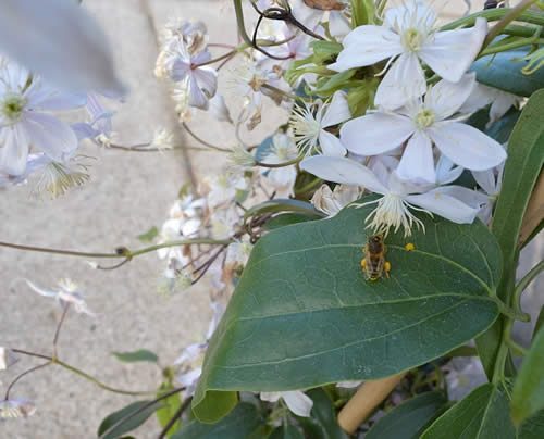 Bee on a flower