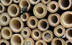 Tube style mason bee house