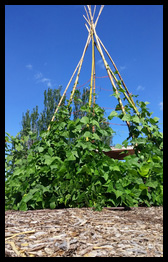 the bean teepee in the garden