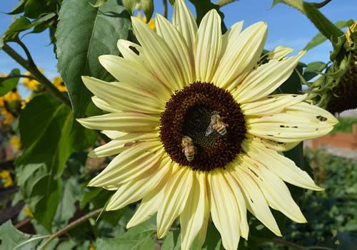 bees in the garden