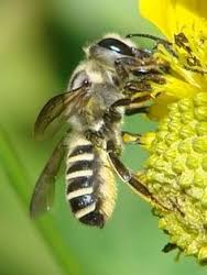 Leafcutter bee