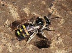 Miner bee