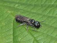 Small carpenter bee